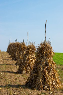 Kuru mısır, sonbaharda bulutsuz mavi gökyüzü arkaplanının kopyalanmasından sonra boş çimenlik alanda altın demetleri saplar. Huzurlu manzara, kırsal sonbahar manzarası.