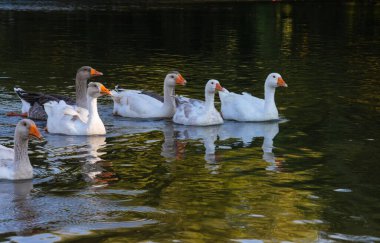 Evcil kazlar suda yüzer. Nehirde beyaz bir kaz sürüsü.