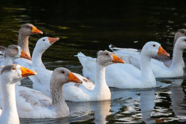 Çiftlik hayatı. Mavi bir gölette beyaz ve gri kaz sürüsü yüzer..