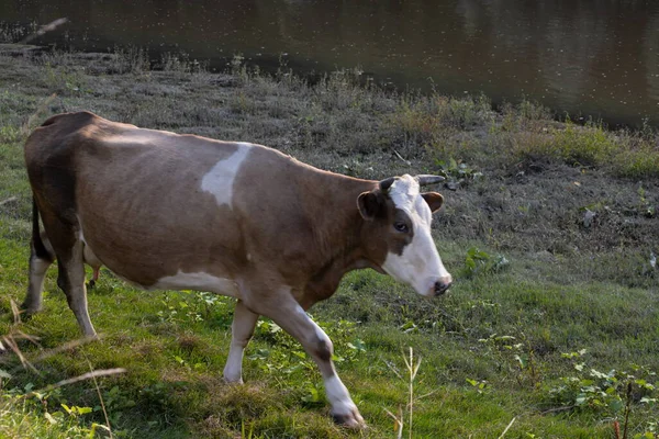 Krowy Wypasają Się Pokojowo Brzegu Rzeki Koncepcja Życia Rolniczego Strzał — Zdjęcie stockowe