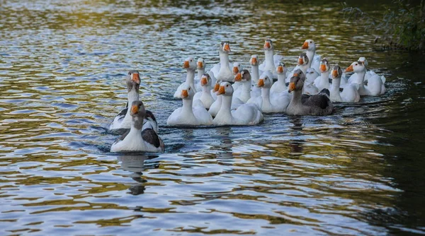 Domestic Geese Swim Water Flock White Beautiful Geese River — Stock Photo, Image