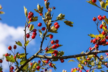 Güneşli sonbahar gün, Olgun alıç dalı yakın.