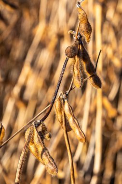 Soya fasulyesi makrosu. Soya fasulyesi hasadı, tarım baklagilleri. Soya fasulyesi tarlası - kuru soya kabuğu.