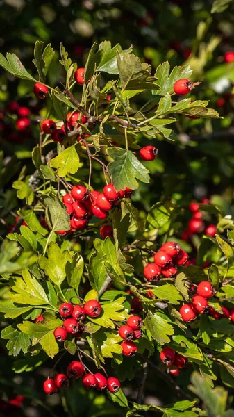 Branch Ripe Hawthorn Sunny Autumn Day Close — Stock Photo, Image
