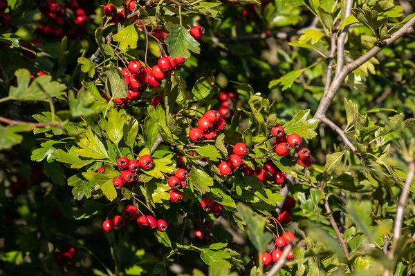 晴れた秋の日に熟したサンザシの枝をクローズ アップ — ストック写真