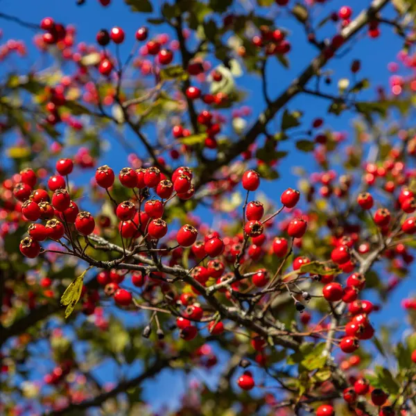 Branch Ripe Hawthorn Sunny Autumn Day Close — Stock Photo, Image