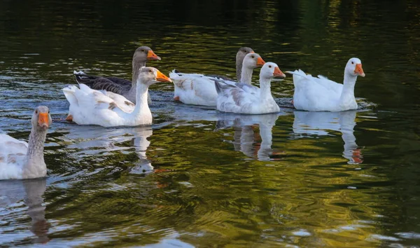 农场生活 一群白鹅和灰鹅在蓝色的池塘里游泳 — 图库照片
