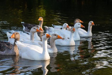 Çiftlik hayatı. Mavi bir gölette beyaz ve gri kaz sürüsü yüzer..