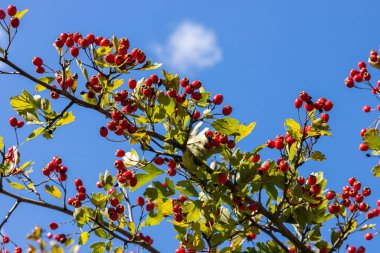 Güneşli sonbahar gün, Olgun alıç dalı yakın.