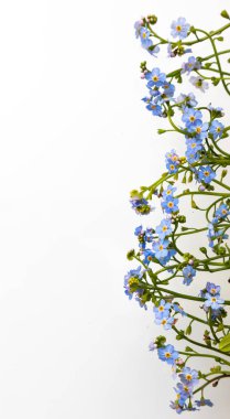 Bahar geliyor. Beyaz arka planda bir sürü unutkanlık var..