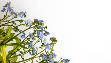 Bahar geliyor. Beyaz arka planda bir sürü unutkanlık var..