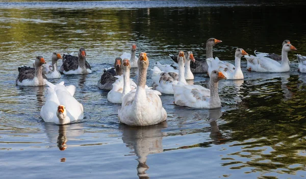 Leben Auf Dem Bauernhof Ein Schwarm Weißer Und Grauer Gänse — Stockfoto