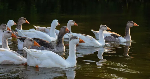 Gårdsliv Flock Vita Och Grå Gäss Simmar Blå Damm — Stockfoto