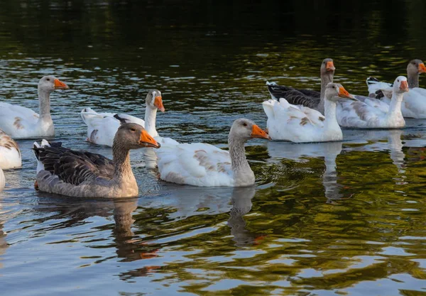 Hausgänse Schwimmen Wasser Ein Schwarm Weißer Schöner Gänse Fluss — Stockfoto