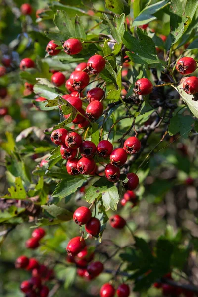 Branch Ripe Hawthorn Sunny Autumn Day Close — Stock Photo, Image