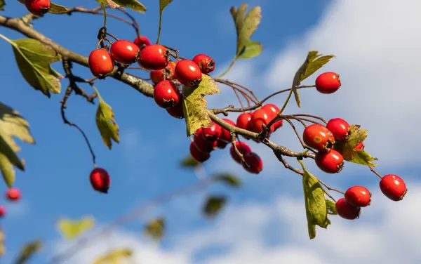 晴れた秋の日に熟したサンザシの枝をクローズ アップ — ストック写真