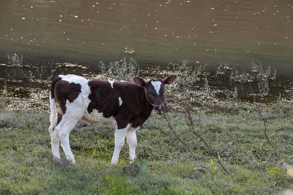 Cows Grazing Peacefully River Bank Concept Agricultural Life Horizontally Framed — Stock Photo, Image