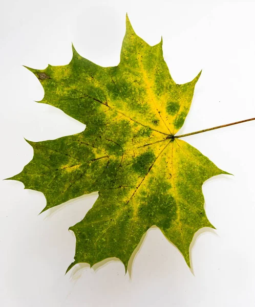Jasně Žlutozelené Podzimní Listy Bílém Pozadí Textura — Stock fotografie