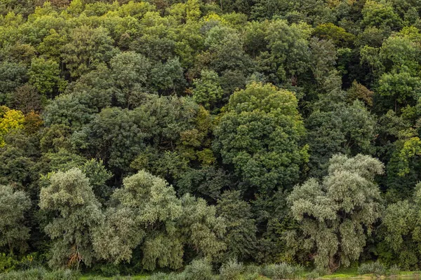 Aerial view gumifa erdő, Top kilátás gumifa és levél ültetvény — Stock Fotó