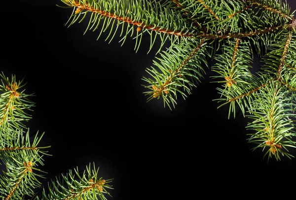 Christmas green spruce branch isolated on black background — Stock Photo, Image