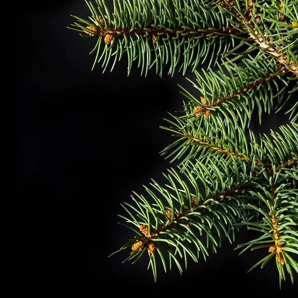 Jul grön gran gren isolerad på svart bakgrund — Stockfoto