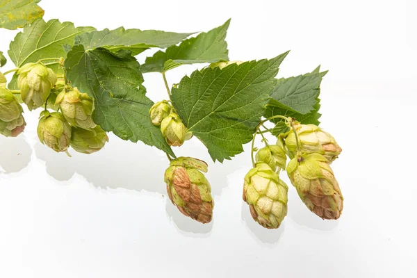 Vue Rapprochée Cône Houblon Simple Avec Feuille Isolé Sur Blanc — Photo