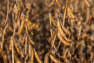 Soya fasulyesi makrosu. Soya fasulyesi hasadı, tarım baklagilleri. Soya fasulyesi tarlası - kuru soya kabuğu.