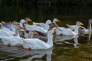 Çiftlik hayatı. Mavi bir gölette beyaz ve gri kaz sürüsü yüzer..