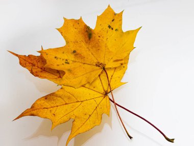 Beyaz arka planda parlak sarı sonbahar yaprakları. doku.