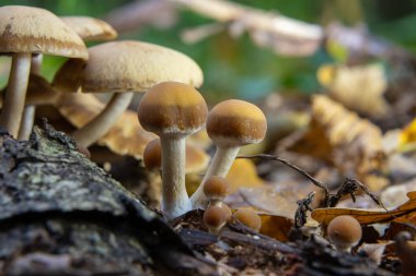 Sonbahar narin, güzel mantar makrosu açık ve geniş yapraklı bir orman zemininde yumuşak bulutlu ışık sırasında düşen çürüyen bir ağacın üzerinde yosun tutarak meyvelenen mantarlara yakın duruyor..