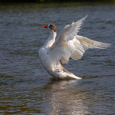 Evcil kazlar suda yüzer. Nehirde beyaz bir kaz sürüsü.