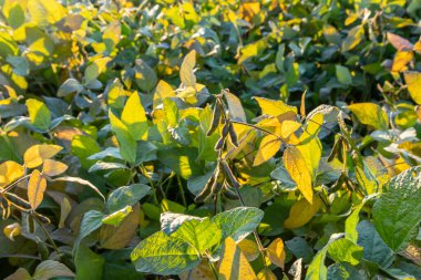 Soya fasulyesi makrosu. Soya fasulyesi hasadı, tarım baklagilleri. Soya fasulyesi tarlası - kuru soya kabuğu.