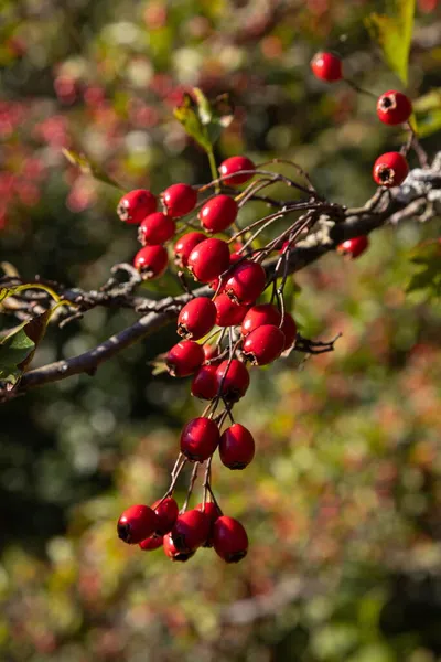 Zweig Reifer Weißdorn Sonnigen Herbsttag Nahaufnahme — Stockfoto