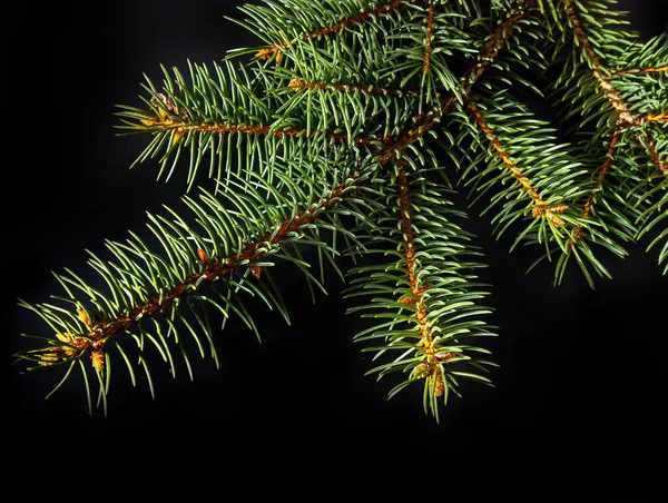 Christmas Green Spruce Branch Isolated Black Background — Stock Photo, Image