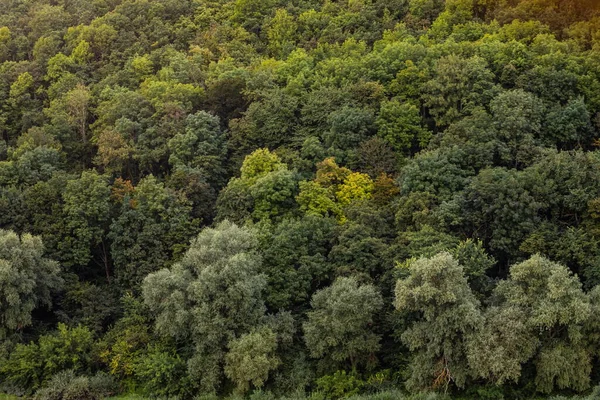 Vista Aérea Del Bosque Árboles Caucho Vista Superior Del Árbol — Foto de Stock