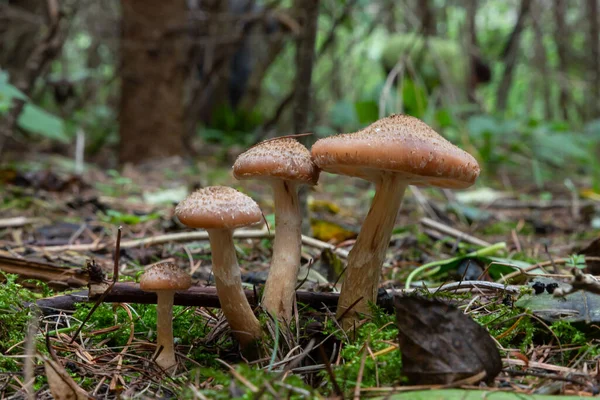 一组可食用的野生蘑菇 蜂蜜玛瑙 蘑菇的家族 美丽的森林 柔软的苔藓 — 图库照片