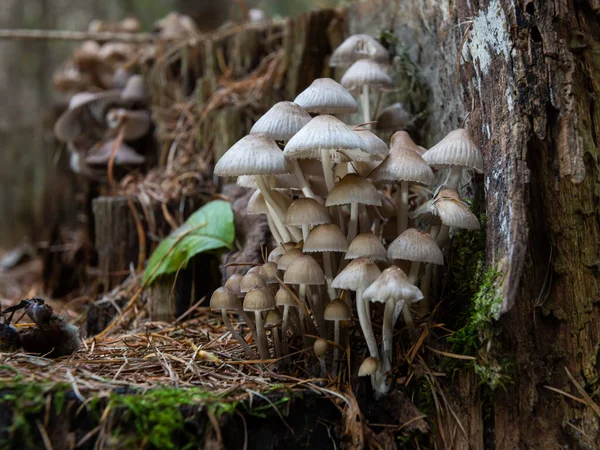 Herbst Zarte Schöne Pilz Makro Nahaufnahme Von Fruchtpilzen Auf Einem — Stockfoto