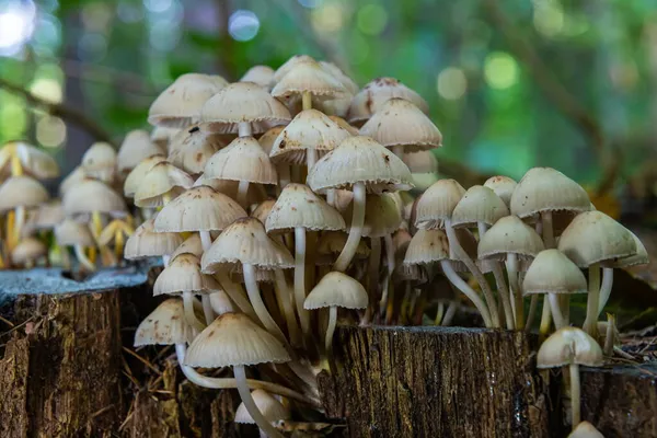 Çimenlerdeki orman mantarları. Ormandaki eski bir ağaç kütüğünde yetişen mantarlar..