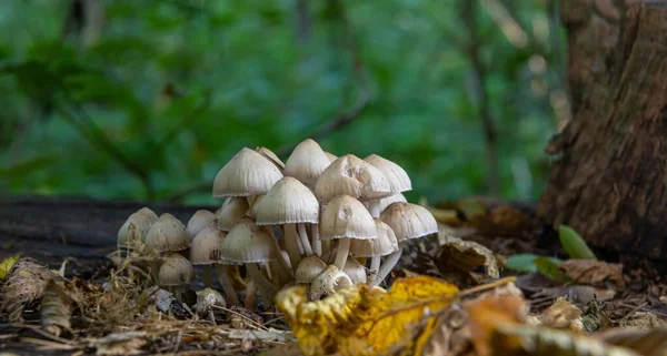 Ciuperci Forestiere Iarbă Colectarea Ciuperci Care Cresc Ciot Copac Vechi — Fotografie, imagine de stoc