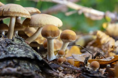 Sonbahar narin, güzel mantar makrosu açık ve geniş yapraklı bir orman zemininde yumuşak bulutlu ışık sırasında düşen çürüyen bir ağacın üzerinde yosun tutarak meyvelenen mantarlara yakın duruyor..