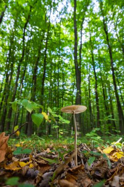 Sonbahar narin, güzel mantar makrosu açık ve geniş yapraklı bir orman zemininde yumuşak bulutlu ışık sırasında düşen çürüyen bir ağacın üzerinde yosun tutarak meyvelenen mantarlara yakın duruyor..