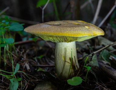 Sonbahar narin, güzel mantar makrosu açık ve geniş yapraklı bir orman zemininde yumuşak bulutlu ışık sırasında düşen çürüyen bir ağacın üzerinde yosun tutarak meyvelenen mantarlara yakın duruyor..