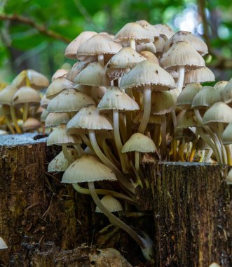 Sonbahar narin, güzel mantar makrosu açık ve geniş yapraklı bir orman zemininde yumuşak bulutlu ışık sırasında düşen çürüyen bir ağacın üzerinde yosun tutarak meyvelenen mantarlara yakın duruyor..