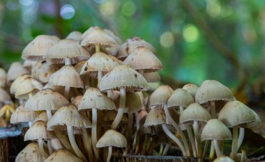 Çimenlerdeki orman mantarları. Ormandaki eski bir ağaç kütüğünde yetişen mantarlar..