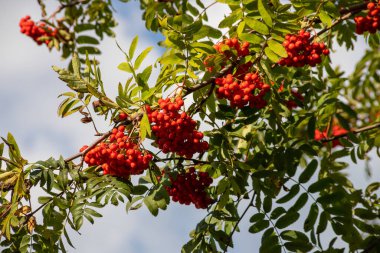 Rowen meyveleri ile yüklü bir Rowan ağaç dalı kapatın.