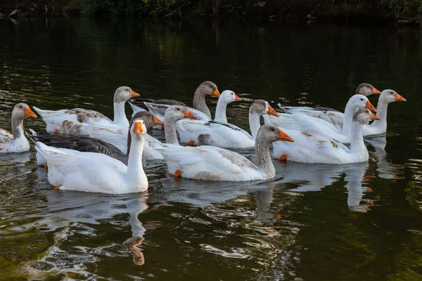 Vie Agricole Troupeau Oies Blanches Grises Nage Dans Étang Bleu — Photo