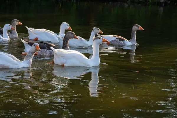 Hausgänse Schwimmen Wasser Ein Schwarm Weißer Schöner Gänse Fluss — Stockfoto