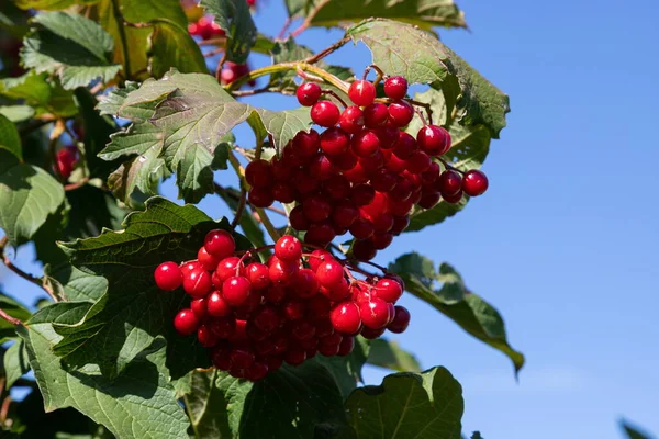 Viburnum Ordinario Viburnum Ramas Con Bayas Rojas Hojas Viburnum Vulgaris —  Fotos de Stock