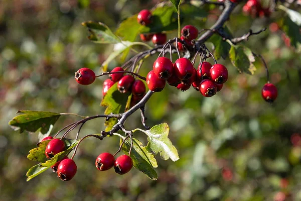 Branche Aubépine Mûre Jour Ensoleillé Automne Gros Plan — Photo