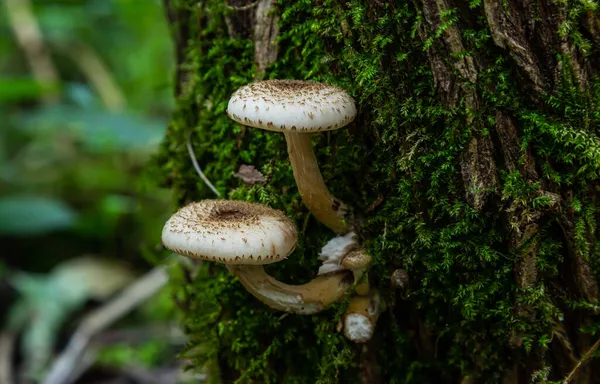 버섯들 무리를 이루고 과에요 부드러운 — 스톡 사진